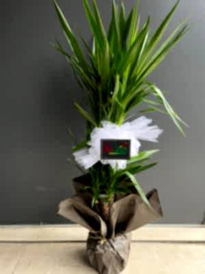 2`li Yukka Bitkisi (uzun boylu)