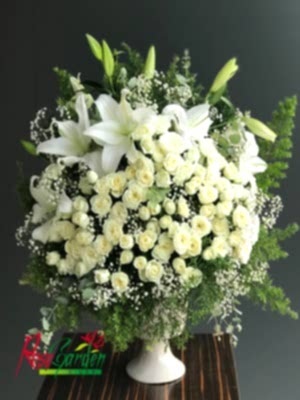 Özel ; Kazablanka & Beyaz Gül