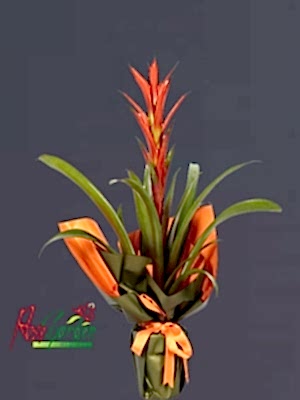 Guzmania Çiçeği Büyük Boy