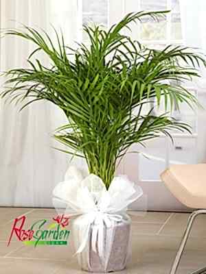 Areka Bitkisi İthal