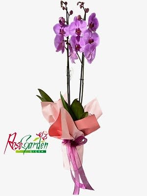 2 Dallı Pembe Orkide