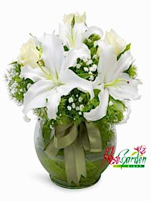 Fanusta kazablanka Ve Güller