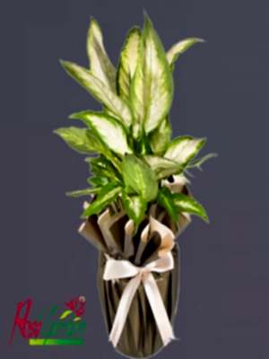 Difenbahya Yeşil Bitki - Dieffenbachia Camilla