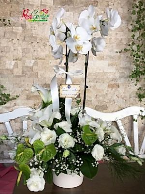 Beyaz Orkide Aranjmanı