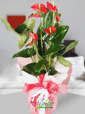 Antoryum Büyük Boy