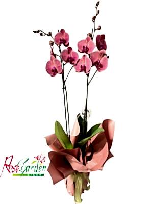 2 Dallı Ateş Orkide