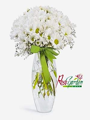 Vazoda Kırçiçeği