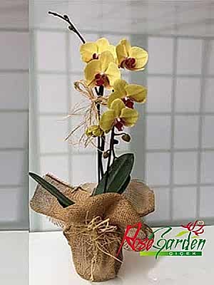 2 Dallı Sarı Orkide