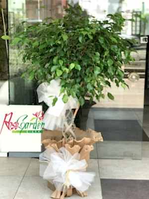 İthal Örgülü Benjamin