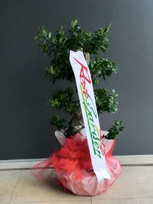 İthal Örgülü Bonsai