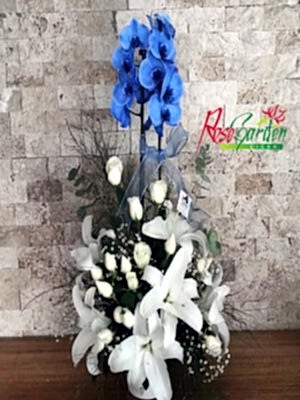 Mavi Orkide Aranjman