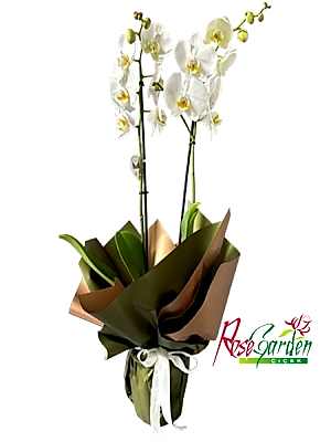 2 Dallı Beyaz Orkide